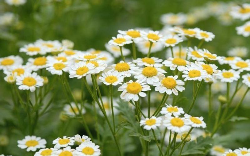 GIẢI MÃ CÔNG DỤNG CỦA CHIẾT XUẤT CÚC LA MÃ ĐỐI VỚI LÀN DA