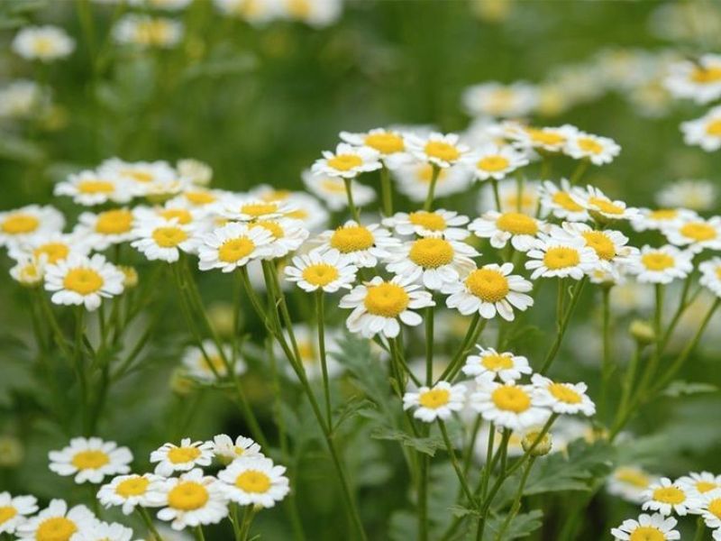 GIẢI MÃ CÔNG DỤNG CỦA CHIẾT XUẤT CÚC LA MÃ ĐỐI VỚI LÀN DA